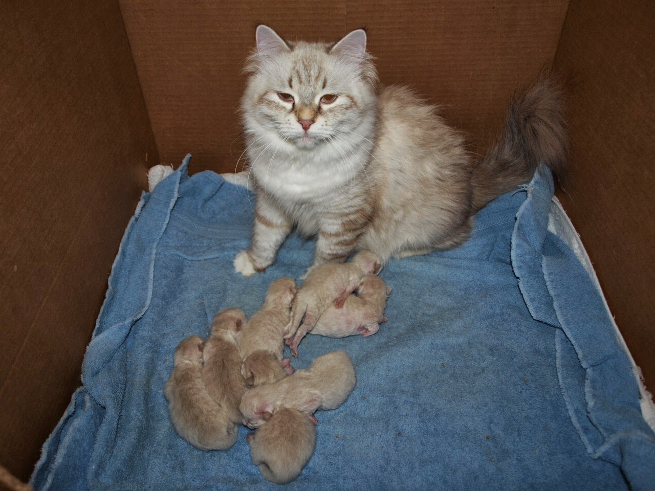 Shadowlawn Siberian Cattery breeder of Champion Siberian cats