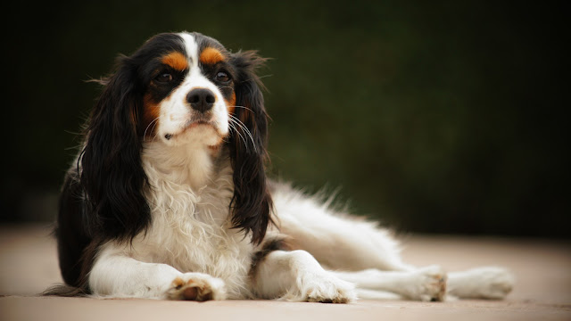 20 The Best Family Dogs to Bring Home