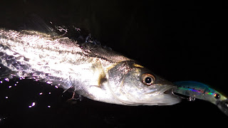 シーバス 湾奥 タピオス シーバス 湾奥 タピオス