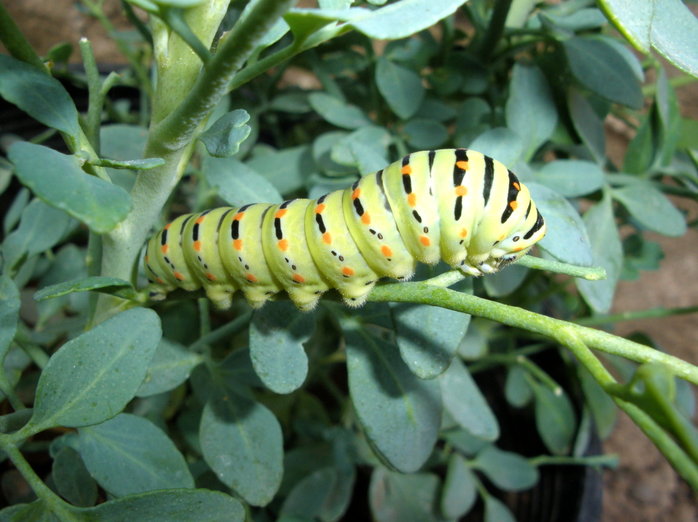 Beautiful caterpillar in vegetable garden