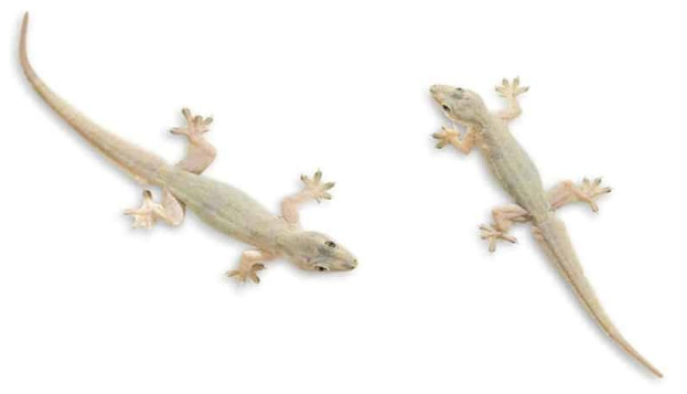 Arti Kejatuhan Cicak Di Tangan Menurut Primbon Dan Islam Serta Mitosnya Mitos Kejatuhan Cicak