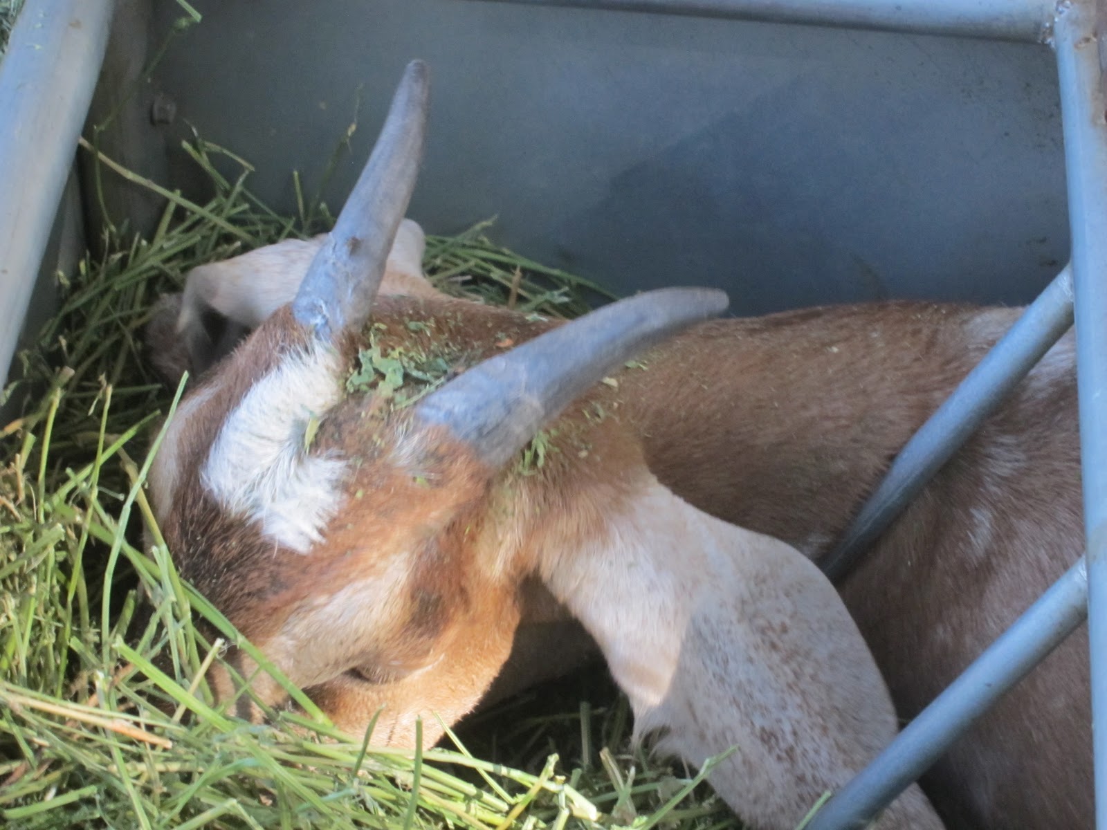 goats-root-simple