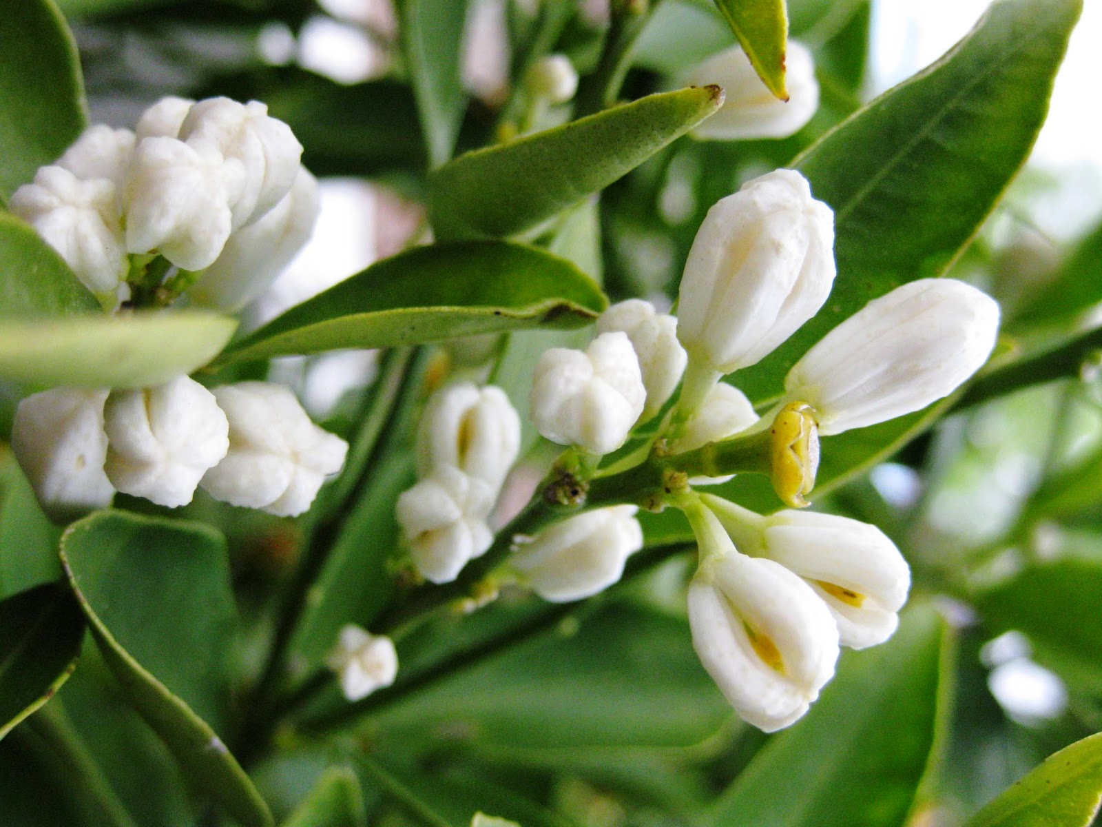 ArtLife in the Garden Lemon tree very pretty