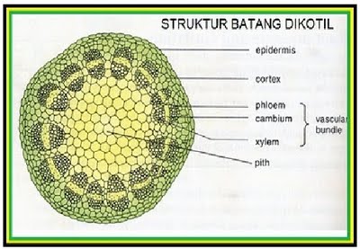 PERMATA S BLOG LAPORAN BIOLOGI TUMBUHAN MONOKOTIL DAN DIKOTIL 