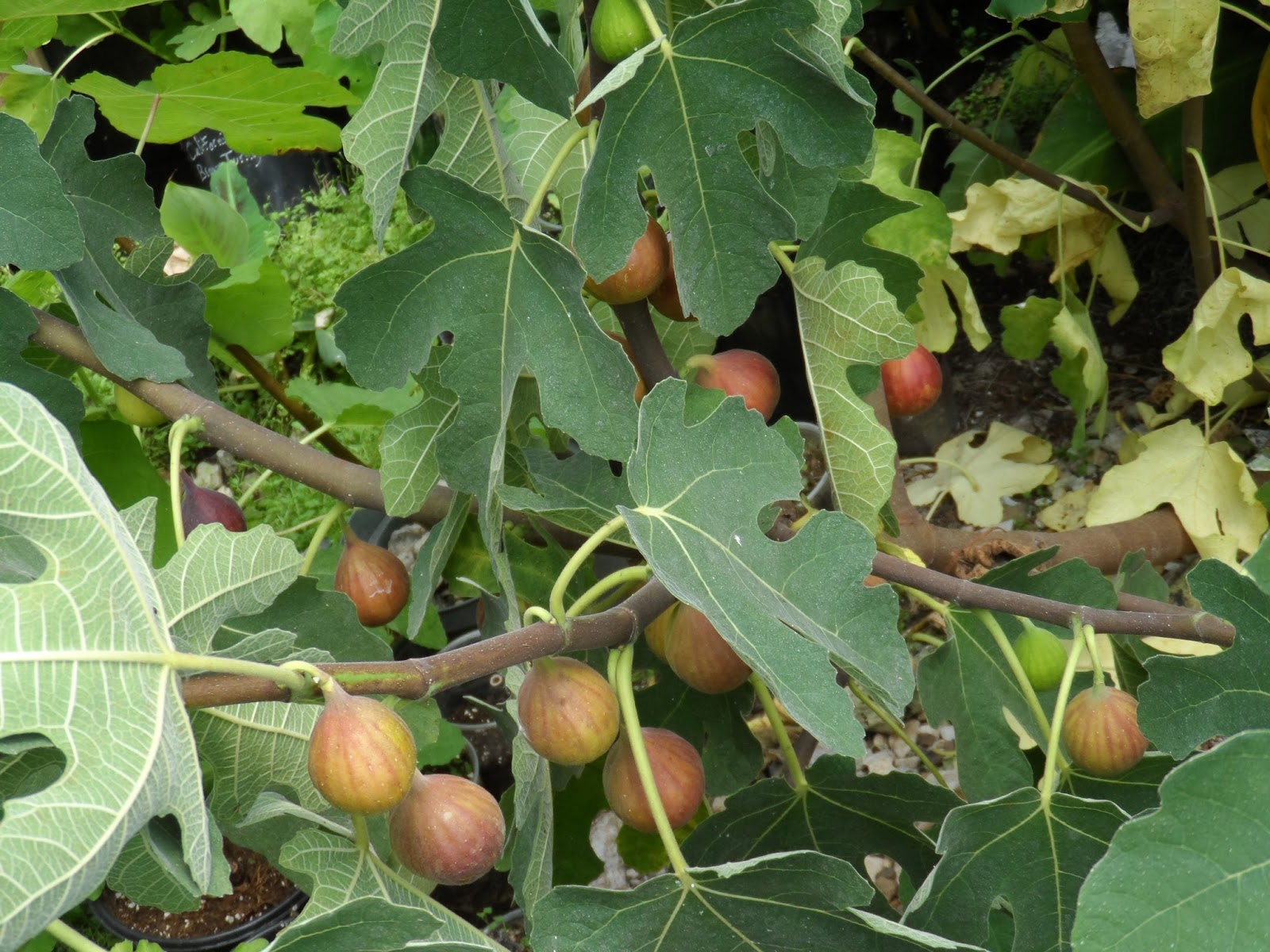 Strawberry Verte fig cuttings for sale now