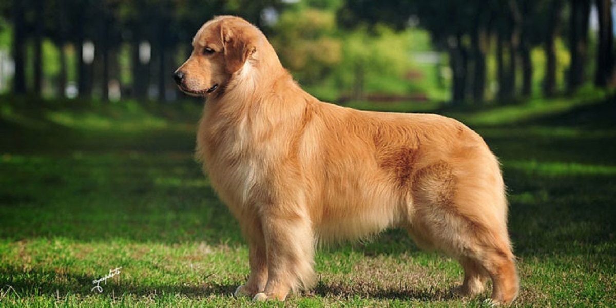 Ten Most Ask Questions about Golden Retrievers Doglopedix