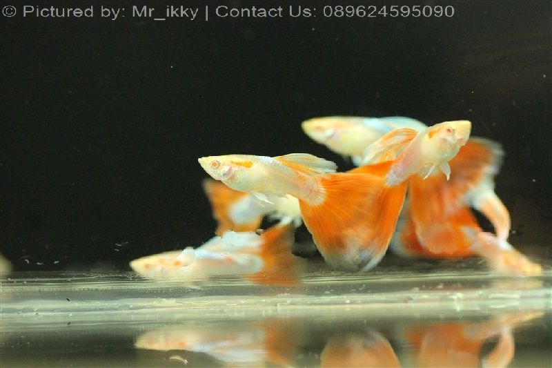 Gambar Jenis Ikan Guppy Import - Ikan Guppy Import Red Sky / RS