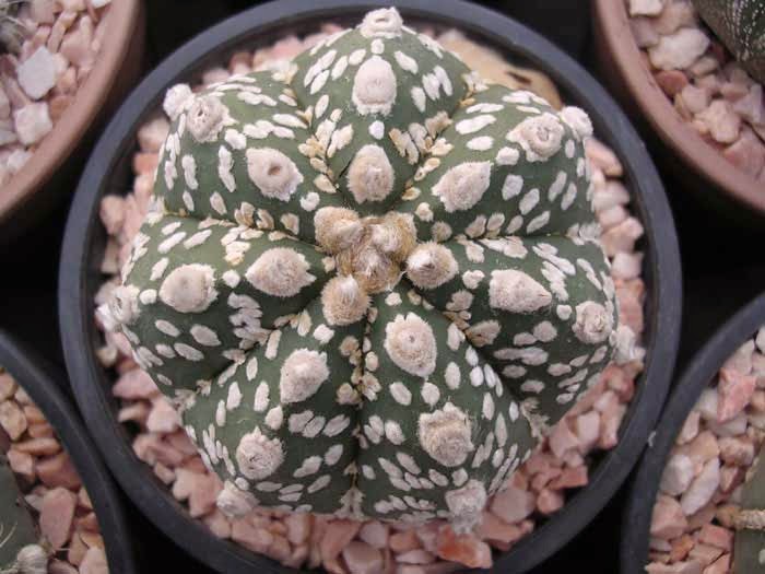 Astrophytum (33) Как красят иголки у кактусов