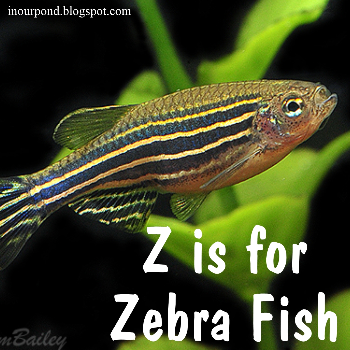z is for zebra fish (year 3, week 20) - In Our Pond