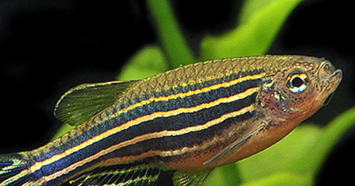 z is for zebra fish (year 3, week 20) - In Our Pond