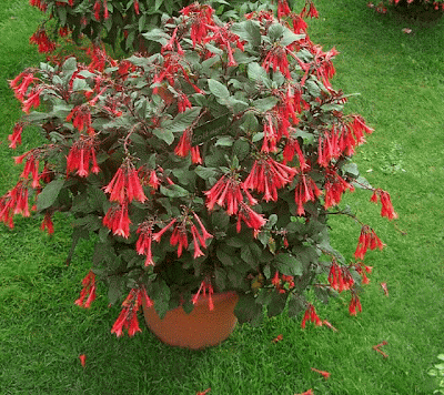 KÜPE ÇİÇEĞİ (Fuchsia triphylla)