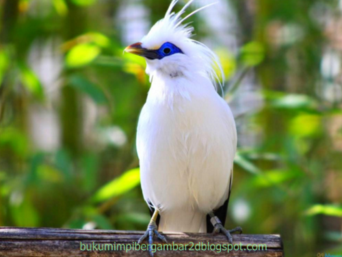 Angka Mimpi Burung Jalak 2d 3d 4d Bergambar Dalam Buku Mimpi Buku Mimpi Bergambar