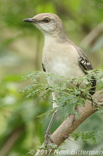Northern Mockingbird