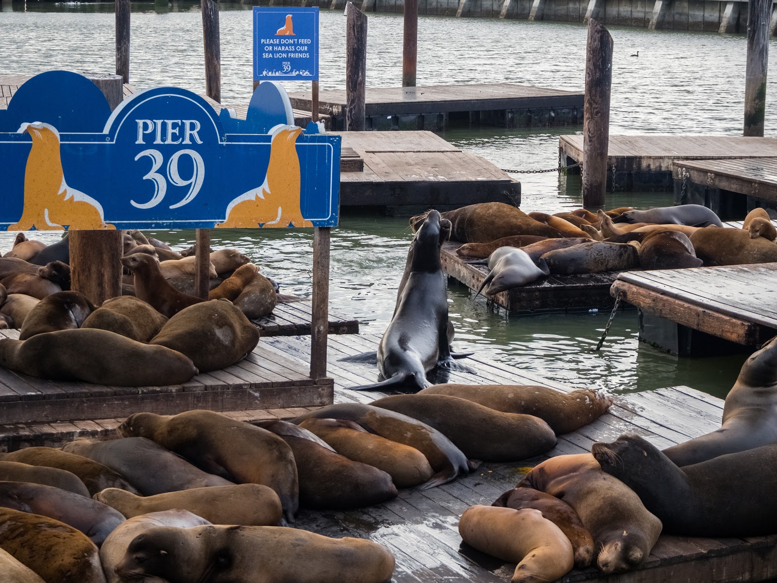 Naturetastic Blog Sea Lions At Pier 39 Part 4 San Francisco Ca