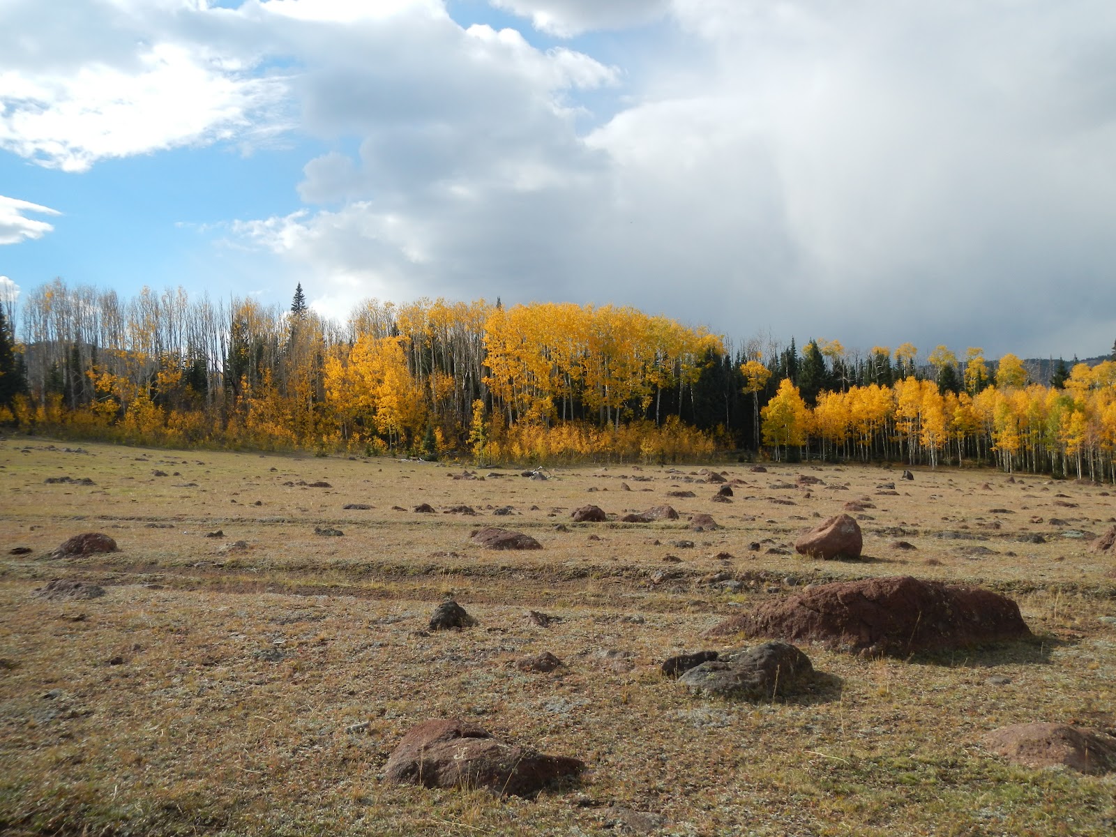 Utah Water Log Boulder Mountain Fall 2012