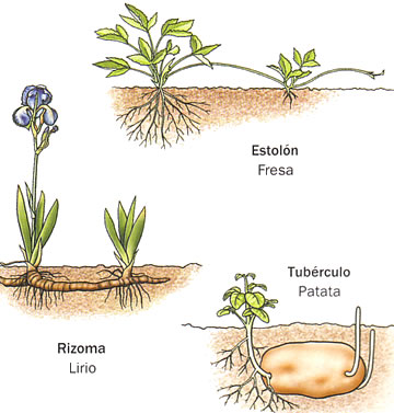 BIOLOGIA: BIOLOGIA - REPRODUCCION VEGETATIVA