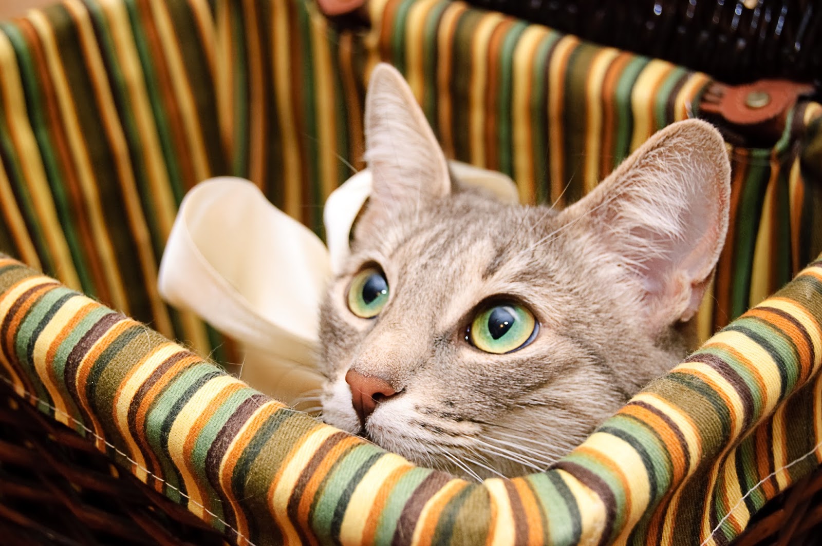 8 Tips to Keep Your Cat Safe on the 4th of July Lola The Rescued Cat