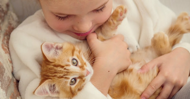 Cara buat kucing makin manja Cara buat kucing makin manja