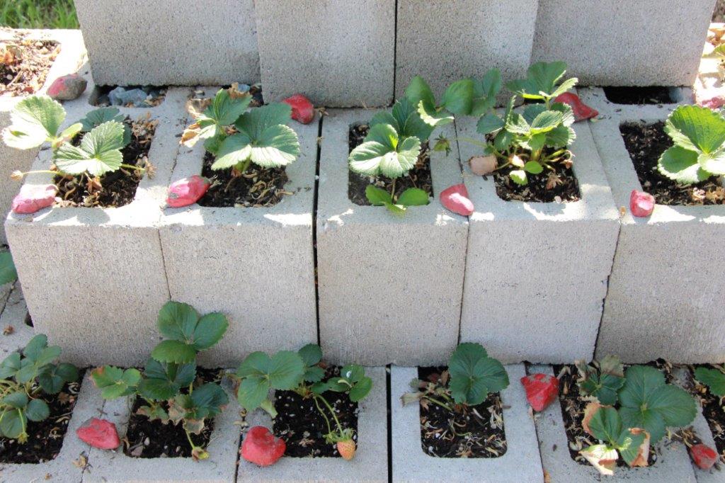 Clearwater Cottage: Cinder Block Strawberry Planter