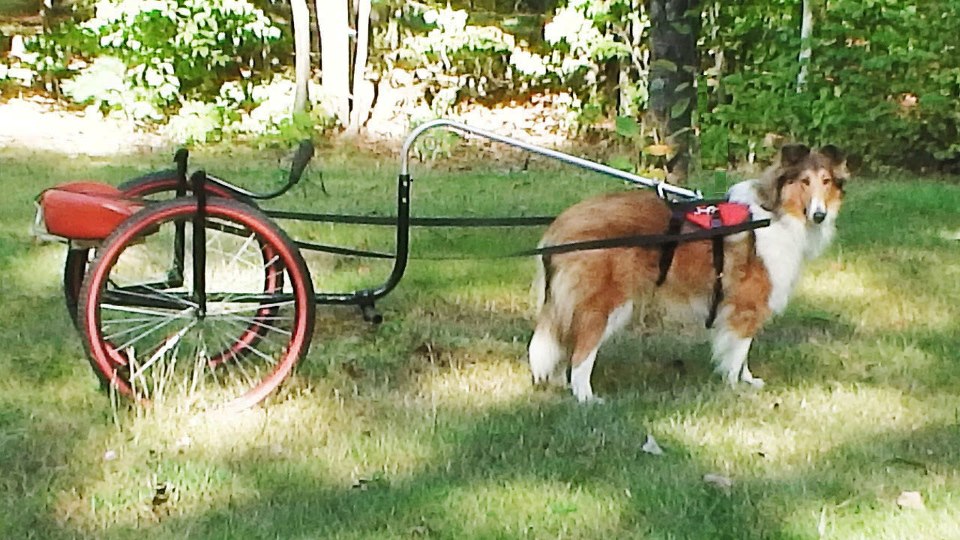 All things Collie The Versatile Collie Sulky driving