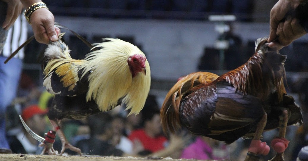 WSC-2019-will-showcase-the-best-breeds-a