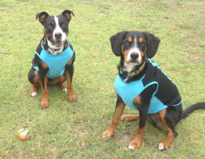 Dogz-body-protector-WildDogz-Australia