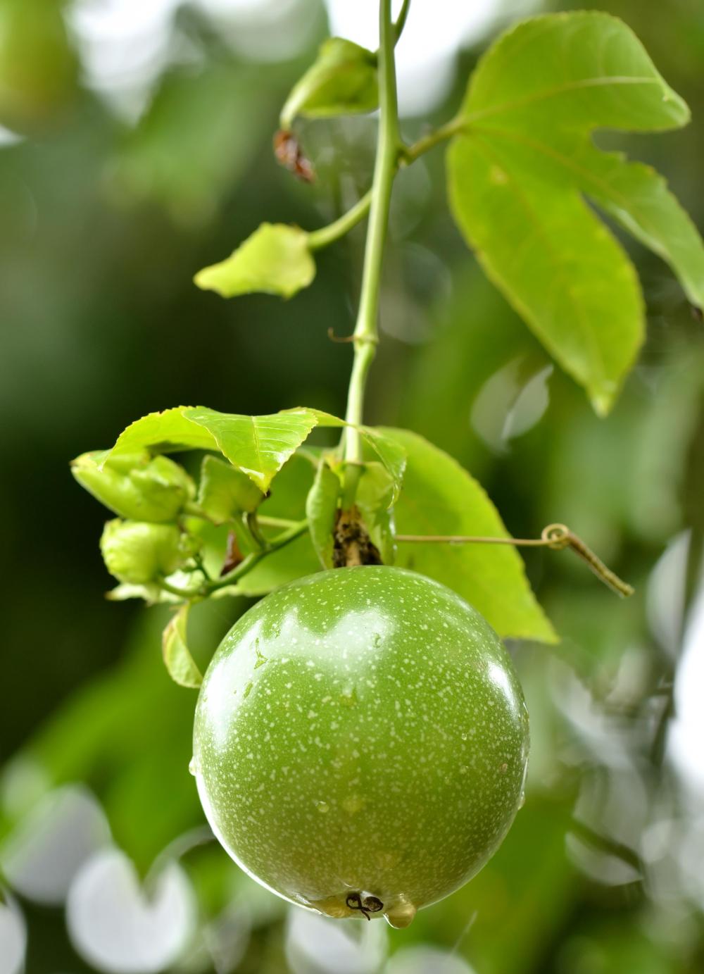 Red passion fruit (Passiflora edulis) fruit live plant 1’2’ » Tropical