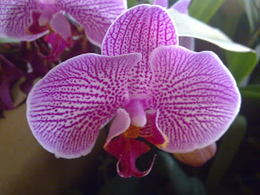 Phalaepnosis 3