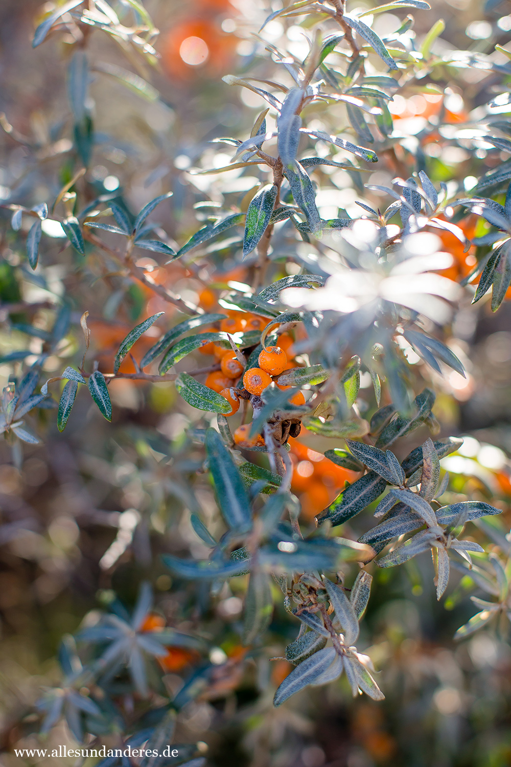 Ralph Aepler Page 5 Pirckheimer Gesellschaft