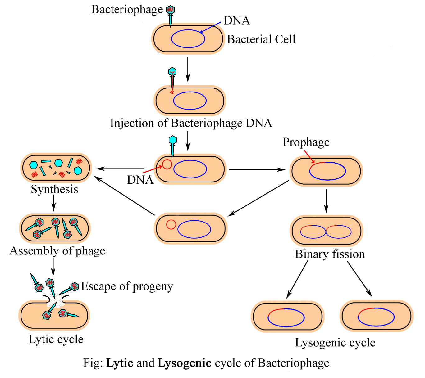 Tmv Bacteriophage Life Cycle Of Plant Virus Life Cycle Of Bacteriophage ...
