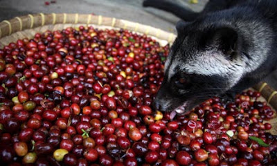 civet.jpg