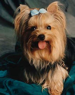 BLOG PET: Descrição das raças: Yorkshire, Maltes, Shih-Tzu, Lhasa Apso, Pug  e Spitz Alemão.
