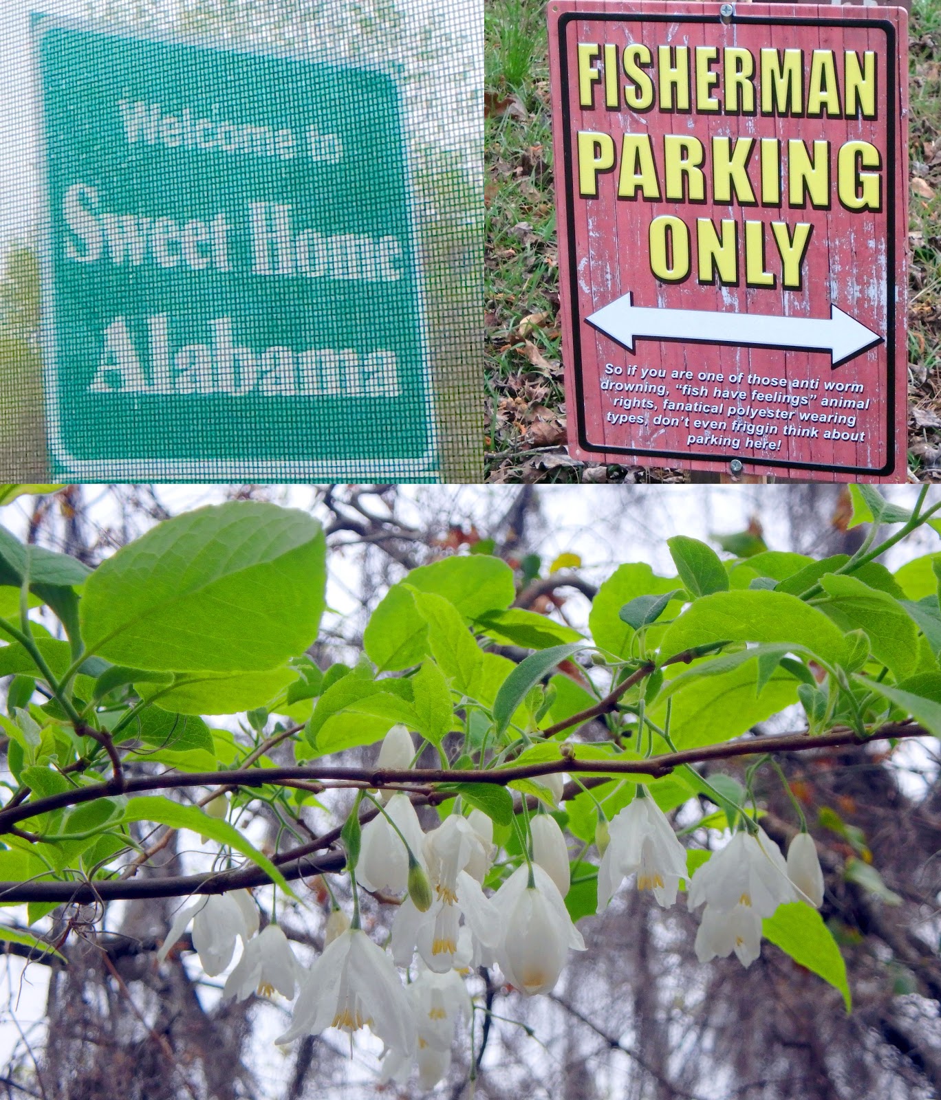 PAMPERED PENGUIN March 2627, 2018 Bluff Creek Campground, Pittsview, Alabama
