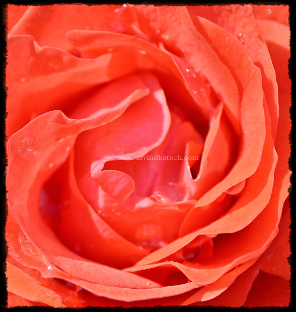 center of rose, Red rose, naked rose, 
