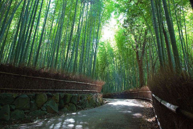 Uma viagem através das 12 mais belas florestas do mundo elfandarilha
