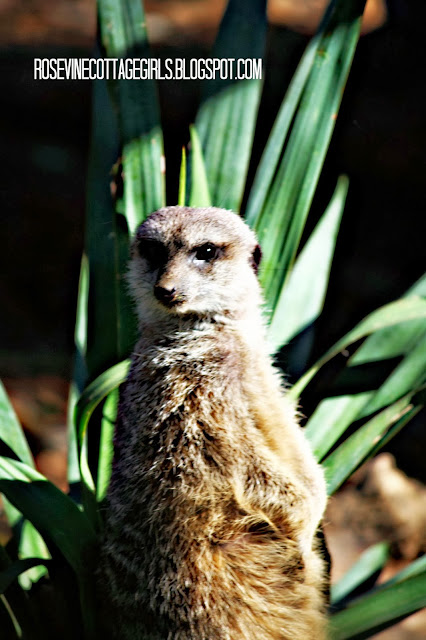 Image of a Meerkat at the Nashville Zoo, by Rosevine Cottage Girls
