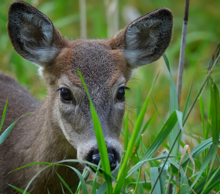White-tailed Deer (Odocoileus virginianus) - a young male fawn, or button buck