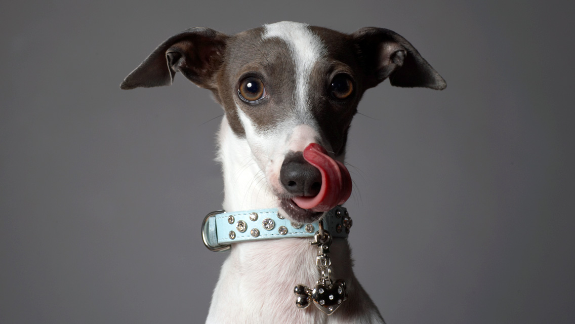 Everything about your Italian Greyhound - LUV My dogs
