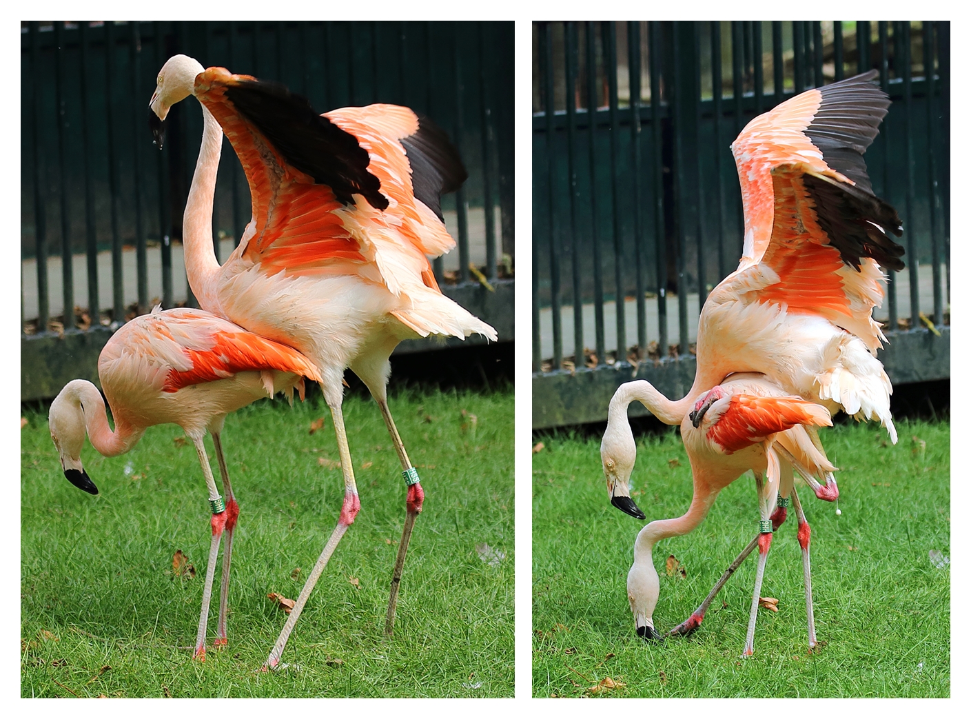 JJ's Photographic nature blog Rocky racoon and the friendly flamingos...