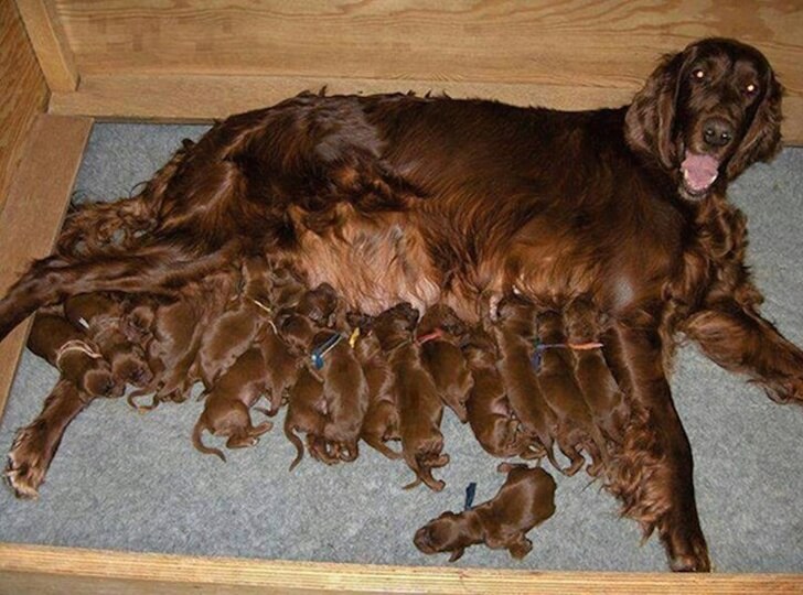 20 Heart-Melting Pictures Of Furry Moms With Their Babies