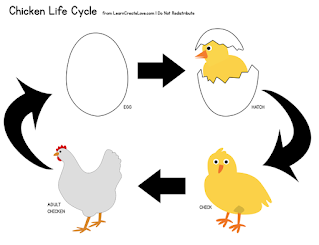 life cycle of a chicken