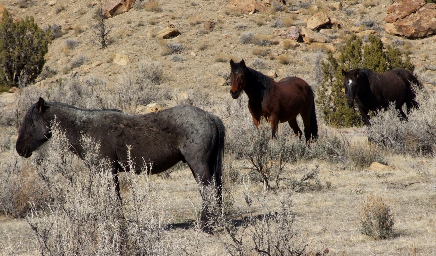 Skunk Tracks Little Bookcliff Wild Horse Area near Palisade.