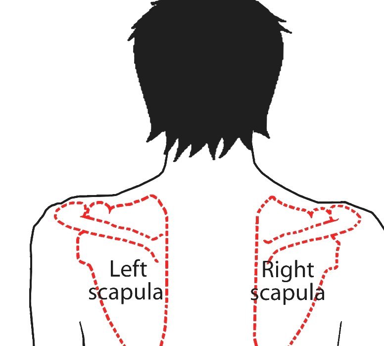 Scapula - Where Is The Scapula Located In The Human Body