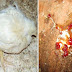 Koksidiosis (Berak Berdarah)