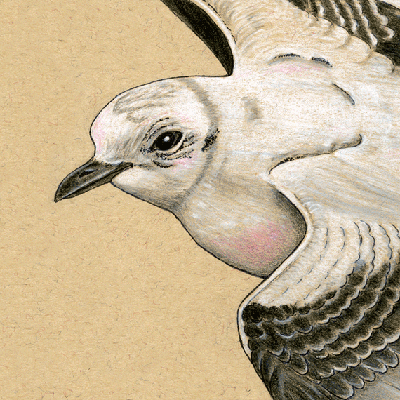 when drawing with white colored pencil colored pencil tips
