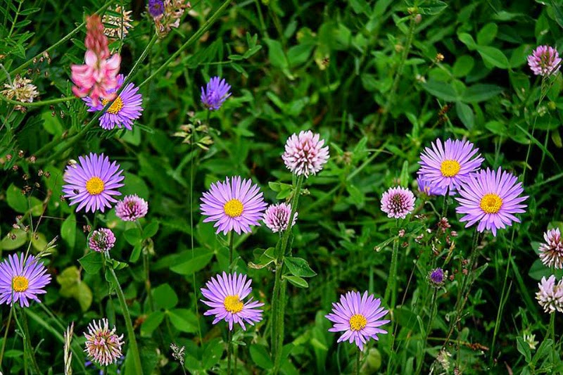 Flores de montaña. Senderos del color. Un libro con corazón