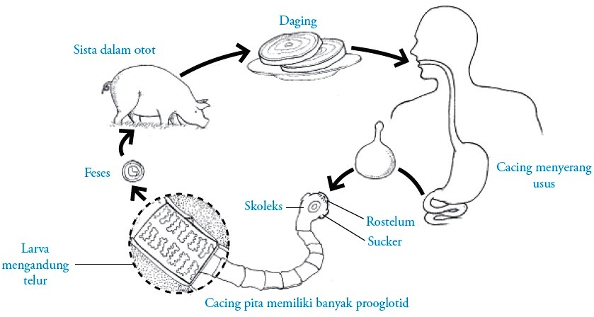 sistem reproduksi filum platyhelminthes helminták természetes kezelése