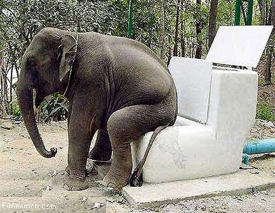Funny Pictures Of Animals Acting Like A Human Behavior Funny Pictures Of Animals Acting Like A Human Behavior