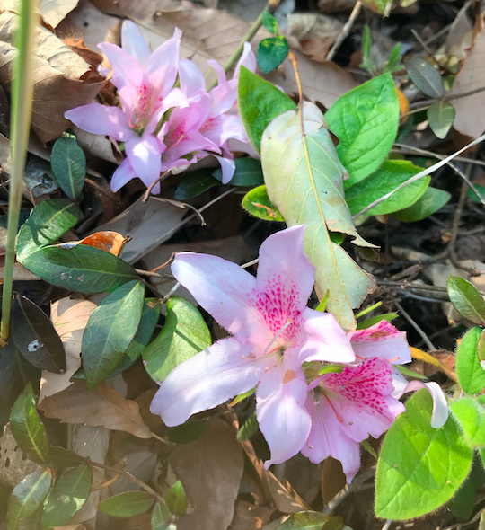 清教学園中高等学校植物ブログ