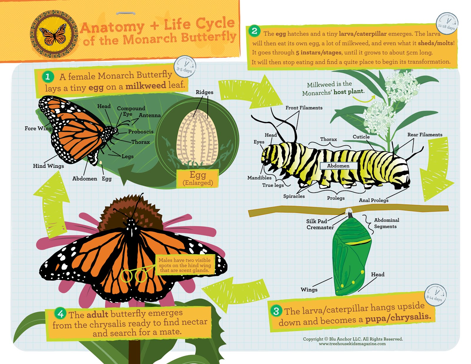 Monarch Butterfly Diagram